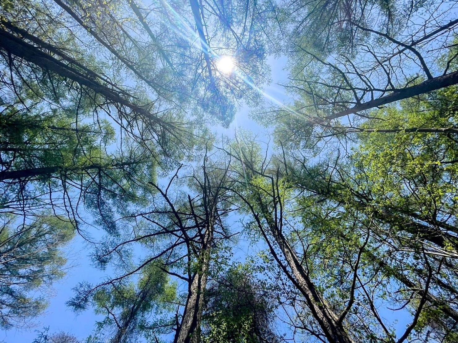 דירות יאמאנאקאקו Harelier山中湖 מראה חיצוני תמונה
